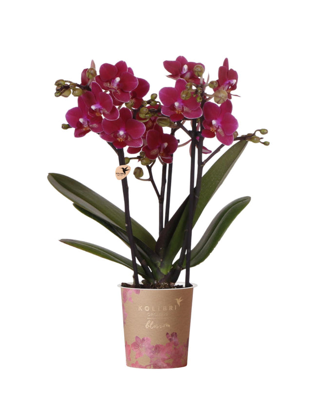 Kolibri Orchids | Paarse phalaenopsis orchidee potmaat Ø9cm | Chamonix | bloeiende kamerplant - vers van de kweker