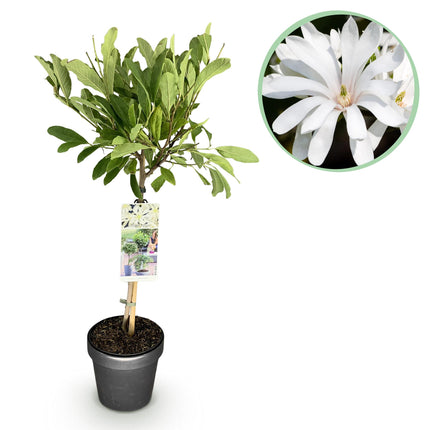 Magnolia stellata – Terrassenpflanze – sommergrün – winterhart – weiße Blüte – Topf 19cm Höhe 90cm
