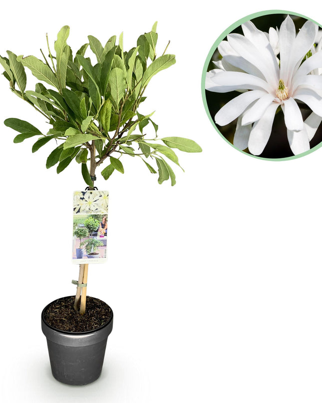 Magnolia stellata – Terrassenpflanze – sommergrün – winterhart – weiße Blüte – Topf 19cm Höhe 90cm