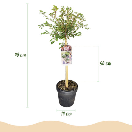 Prunus incisa Koujou-no-mai – Terrassenpflanze – sommergrün – winterhart – weiße Blüte – Topf 19cm Höhe 90cm