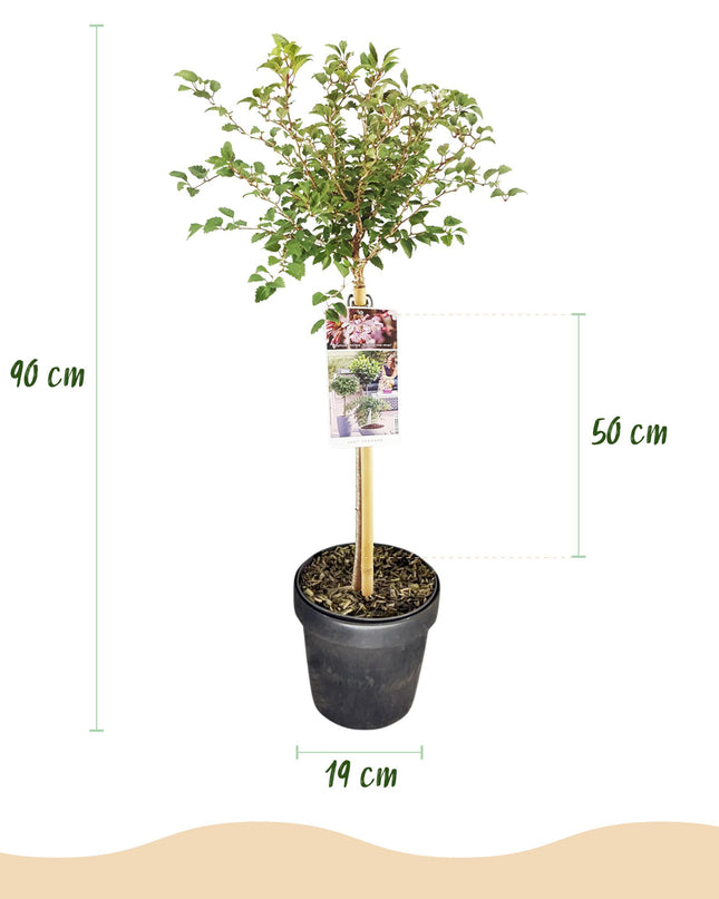 Prunus incisa Koujou-no-mai – Terrassenpflanze – sommergrün – winterhart – weiße Blüte – Topf 19cm Höhe 90cm