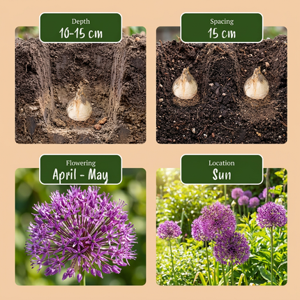120x Allium Miami - Zierlauch - Violett - Sommerblüher - Zwiebelgröße 10/+
