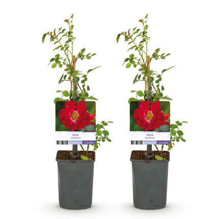 Rosier grimpant Reine Rouge Rosa - 2 plants - Fleur rouge - Peu d'entretien - Pot 11 cm Hauteur 40 cm