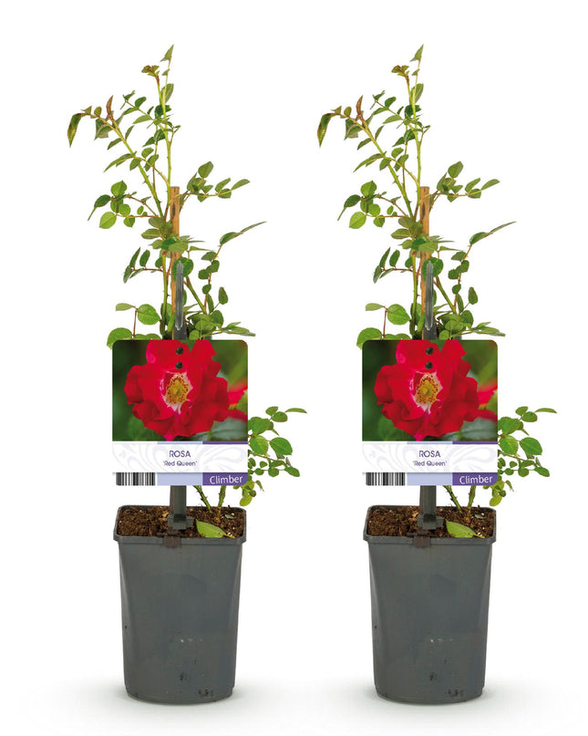 Klimroos Rosa Red Queen - 2 planten - Bloem Rood - Weinig onderhoud - Pot 11cm Hoogte 40cm