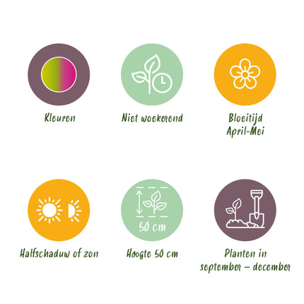 Bloembollen - Tulp Strawberry Lemonade - Diversen Kleuren - 12 stuks - Bolmaat 11/12 - XXL Pack