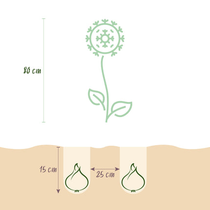 Bloembollen - Allium Sphaerocephalon - Kleur Paars - 100 stuks - Bolmaat 5/6 - XXL Pack
