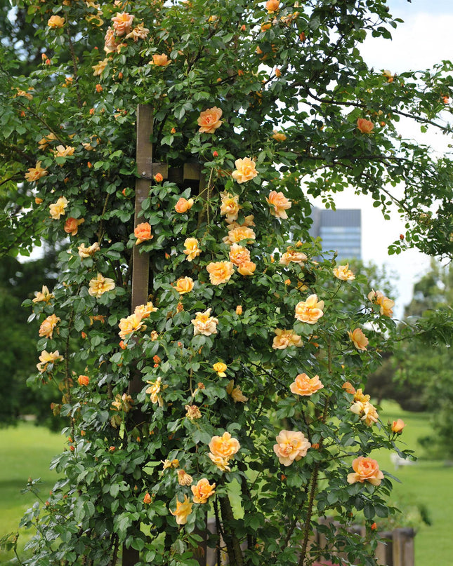 Klimroos Rosa Orange Climber - 2 planten - Bloem Oranje - Weinig onderhoud - - Pot 11cm Hoogte 40cm