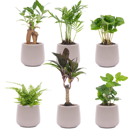 Mini planten set 6 - incl. 6x pot Joey grijs mat