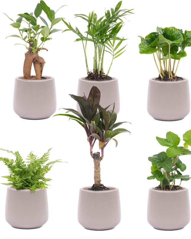 Mini planten set 6 - incl. 6x pot Joey grijs mat