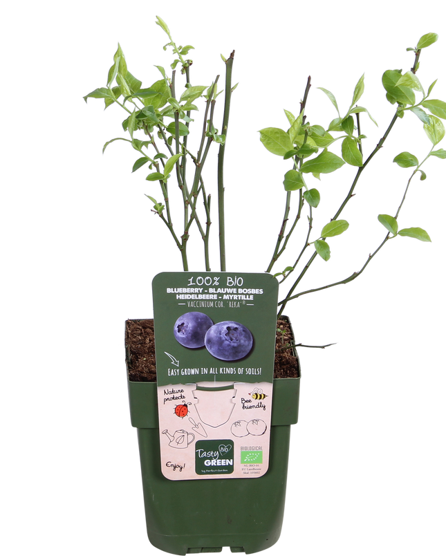 Vaccinium corymbosum 'Reka' - Blauwe bes - Ø13cm - ↕45cm