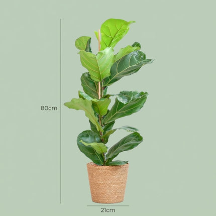 Ficus Lyrata met Mand Zeegras naturel - 80cm - Ø21