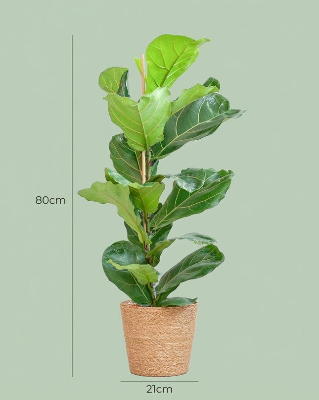 Ficus Lyrata mit natürlichem Mand Seegras - 80cm - Ø21