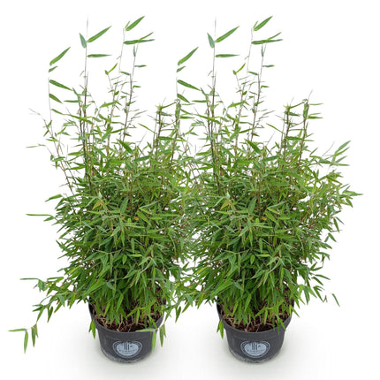 Fargesia nitida Red Dragon - Bambú No Invasivo - Perenne - Verde - 2 Plantas - Maceta 23 cm - Altura 80 cm