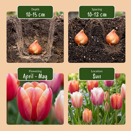120x Tulipa Glowing with pride – Tulpe Glowing with Pride – Verschiedene – Frühjahrsblüher – Zwiebelgröße 11/12