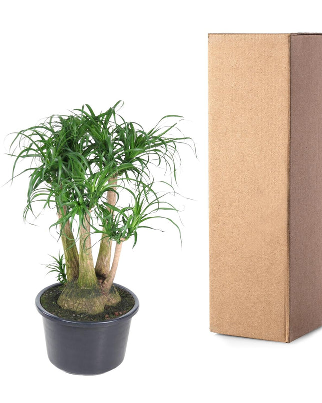 Beaucarnea vertakt - 110 cm - ø41