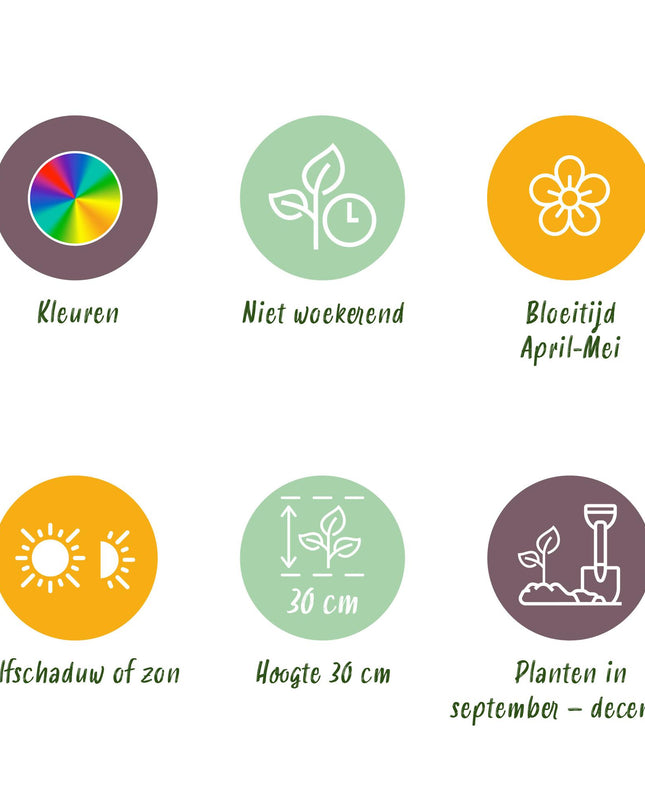 Bloembollen - Tulp Blueberry mix - Diversen Kleuren - 12 stuks - Bolmaat 11/12 - XXL Pack