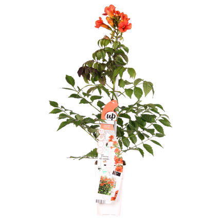 Campsis Summer Jazz Fire Trumpet - Ø19cm - ↕70cm - Ø15 - ↨65cm