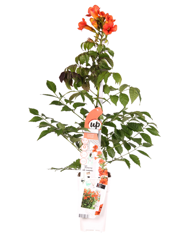 Campsis Summer Jazz Fire Trumpet - Ø19cm - ↕70cm - Ø15 - ↨65cm