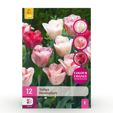 Bloembollen - Tulp Hemisphere mix - Diversen Kleuren - 12 stuks - Bolmaat 11/12 - XXL Pack