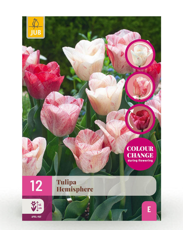 Bloembollen - Tulp Hemisphere mix - Diversen Kleuren - 12 stuks - Bolmaat 11/12 - XXL Pack