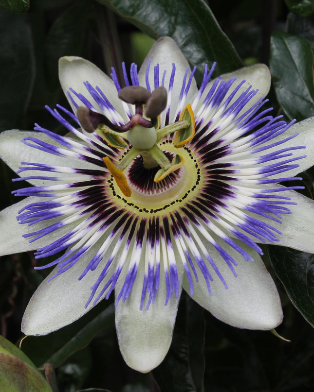 Passiflora Blauw caerulea - Ø15cm - ↕65cm
