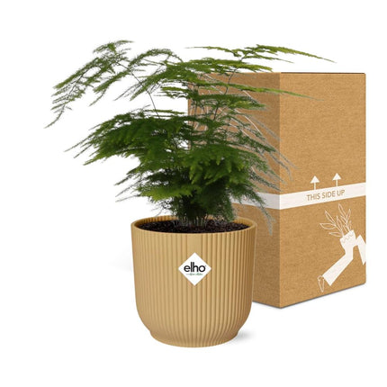 Asparagus Setaceus ‘Plumosus’ incl. pot ELHO Vibes Fold 14cm geel