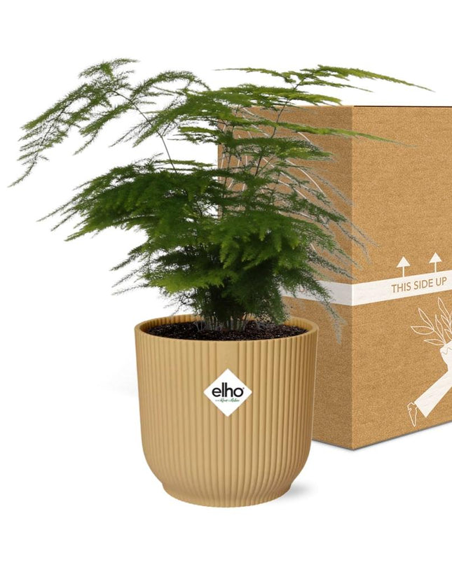 Asparagus Setaceus ‘Plumosus’ incl. pot ELHO Vibes Fold 14cm geel