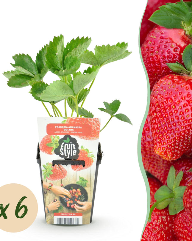 Piantine di Fragola - 6 Piantine - Fragaria Maxim - Resistenti all'Inverno - Vaso 9 cm - Fragola Rossa