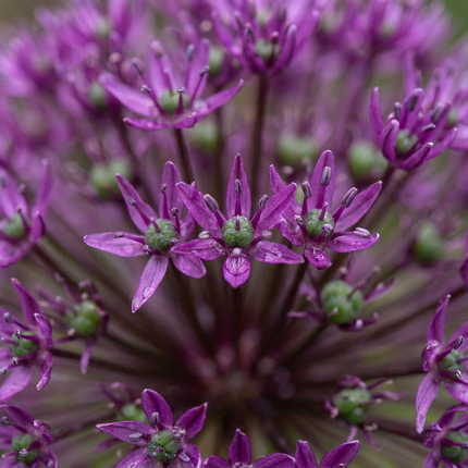30x Allium Miami - Ornamental onion - Purple - Summer bloomer - Bulb size 10/+