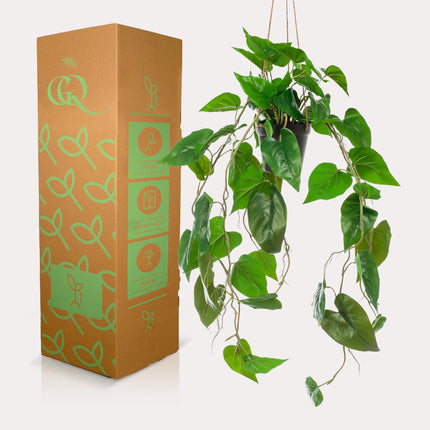Kunstplant - Philodendron scandens - Klimmende Boomliefhebber - ↕ 80 cm