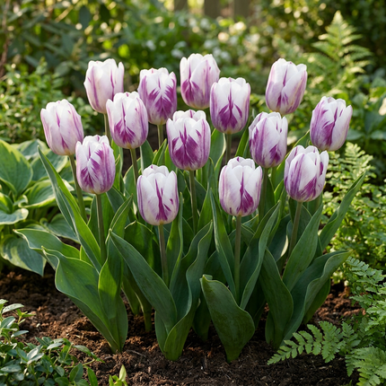 120x Tulipa Flaming Flag – Tulpe Flammende Flagge – Weiß und Violett – Frühjahrsblüher – Zwiebelgröße 11/12