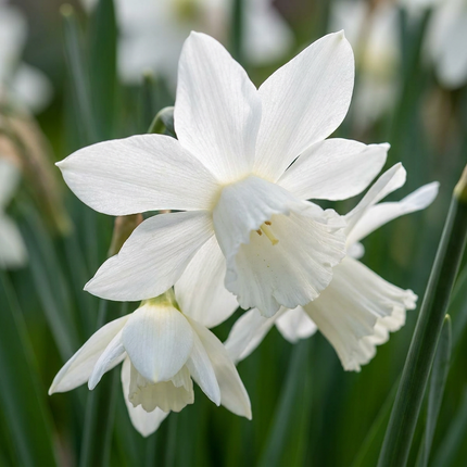 120x Narcissus Botanical White Mix – Botanische weiße Narzissenmischung – Weiß – Frühjahrsblüher – Zwiebelgröße 10/12