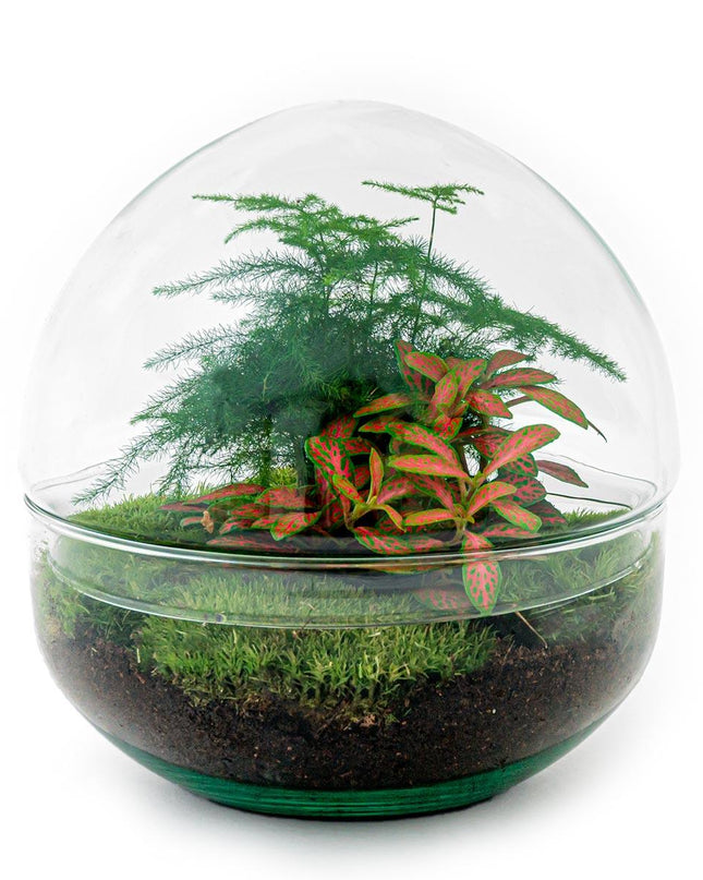 DIY Planten terrarium tweedelig bolglas - Dome Red - Ø 20 cm ↕ 20 cm   - Rake + Shovel + Tweezer