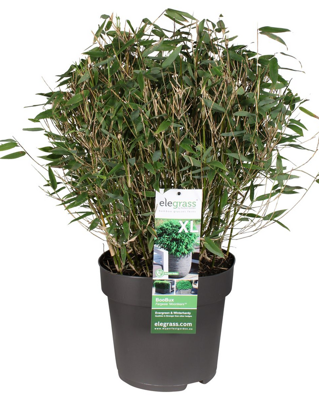 Fargesia 'Moontears'Â® Boobux - Compact groeiend, niet woekerende bamboe - Ø29cm - ↕70cm