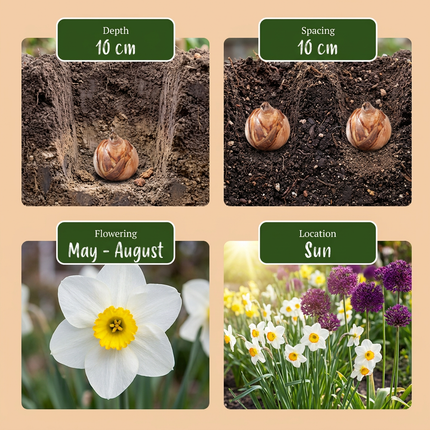 280x Bulb Dry Garden - Dry garden bulb plants - Various - Summer-flowering - Bulb size 10/12