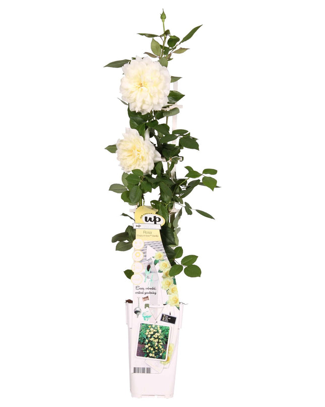 Rosa Crazy in love 'Vanilla' - Creme Roos - Ø15cm - ↕65cm
