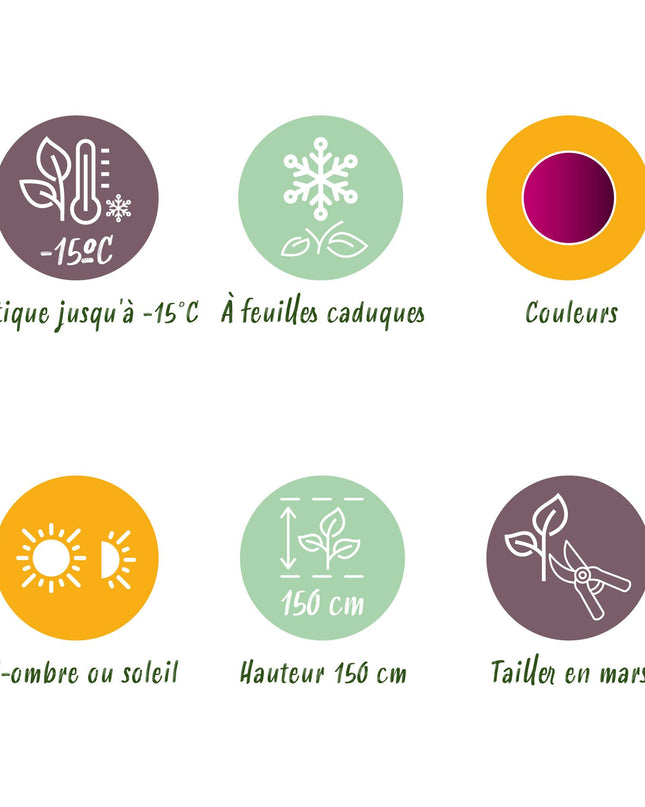 Japanse Esdoorn - 2 planten - Acer palmatum Skeetsers Broom - Paars - Bladverliezend - Pot 19cm Hoogte 70cm