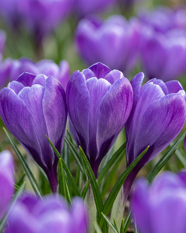 240x Crocus Blue - Azafrán azul - Azul - Bulbo para naturalizar - Calibre del bulbo 7/8