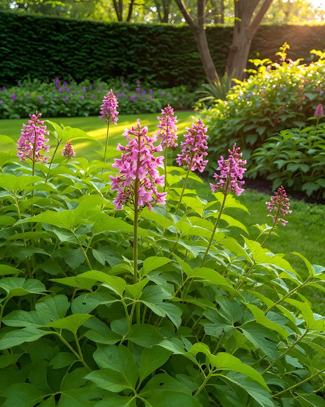 Bloembollen - Corydalis Beth Evans - Kleur Wit en Paars - 20 stuks - Bolmaat 6/7 - XXL Pack