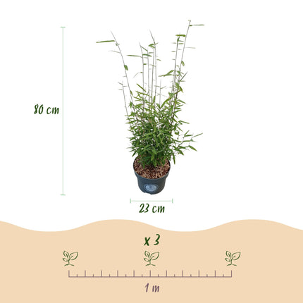 Bambú - Fargesia nitida Black Dragon - Bambú No Invasivo - Perenne - Verde - 2 Plantas - Maceta 23 cm - Altura 80 cm