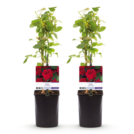 Klimroos Rosa Red Climber - 2 planten - Bloem Rood - Weinig onderhoud - Pot 11cm Hoogte 40cm