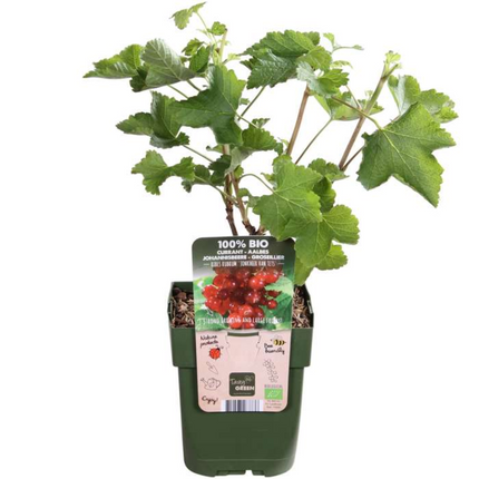 Piante di uva spina BIO 6 pezzi - Ø 13 cm - ↨ 20 cm