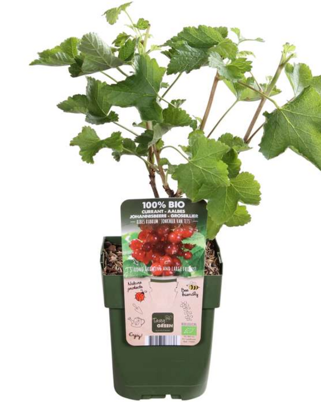 Piante di uva spina BIO 6 pezzi - Ø 13 cm - ↨ 20 cm