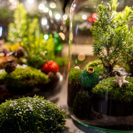 Kerstmis terrarium - Planten terrarium  - DIY kit Christmas - Ø 19 cm ↑ 20 cm