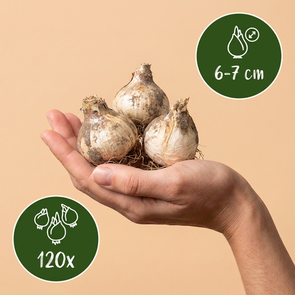 120x Allium Buzzing Beauties – Zierlauch Buzzing Beauties – Verschiedene – Sommerblüher – Zwiebelgröße 6/7