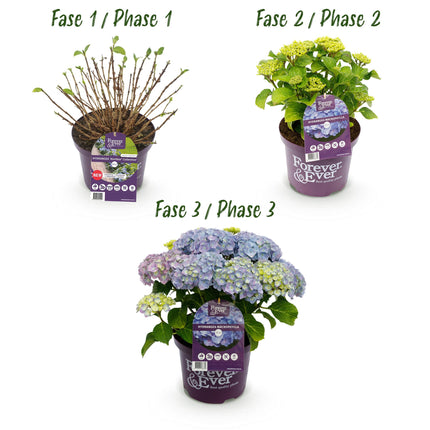 Hortensia Blauw  - Hydrangea Forever & Ever - 2 Planten - Pot 23cm Hoogte 55cm