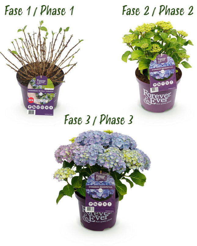 Hortensia Blauw  - Hydrangea Forever & Ever - 2 Planten - Pot 23cm Hoogte 55cm
