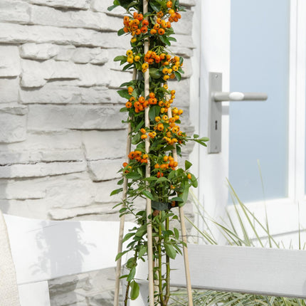 Pyracantha 'Brillo Naranja' - Ø15cm - ↕65cm