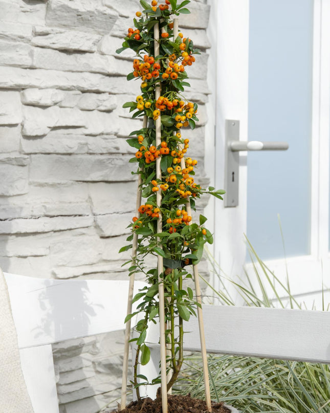 Pyracantha 'Orange Glow' - Ø15cm - ↕65cm