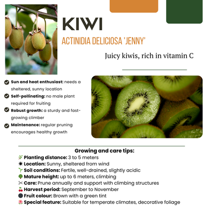 Mix di piante da frutto BIO 4 pezzi - Lampone/Mirtillo/Kiwi/Mora